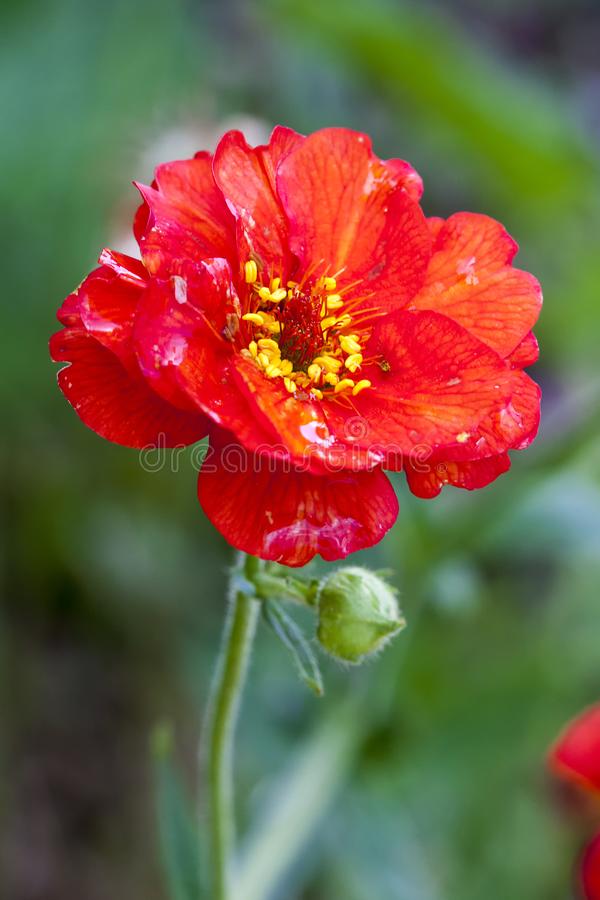 Tudo Sobre a Flor Geum Chiloense: Características e Fotos