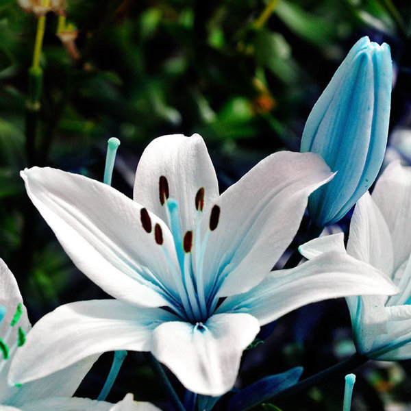 Qual o Significado da Flor de Lírio? o Que Elas Representam?