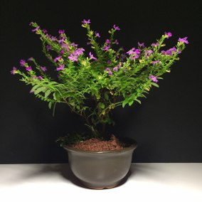 Como Cuidar da Planta Erica Bonsai? Como Podar?