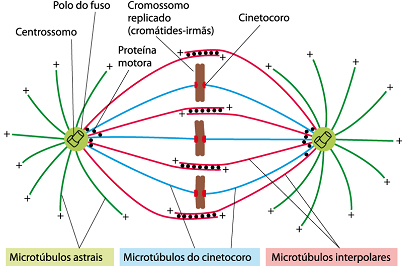 O Que é Fuso Mitótico e Qual sua Importância?