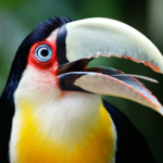 Língua do Tucano
