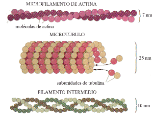 Qual é a Função dos Microtúbulos e dos Microfilamentos?