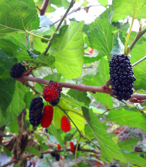 Pé de Amora com Fungos ou Mancha Ferruginosa: Como Fazer?
