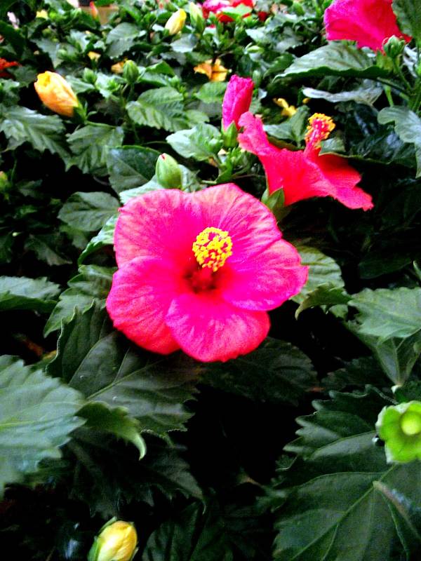 Como e Quando Podar o Hibisco? Como Plantar Hibisco Dobrado?