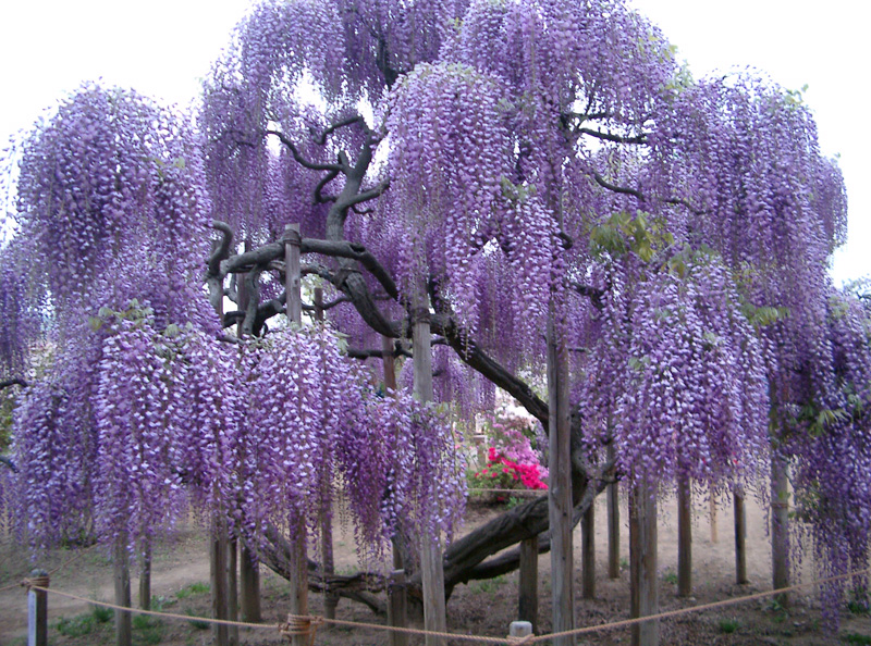 Como Cuidar da Flor Glicínia, Fazer Mudas e Podar