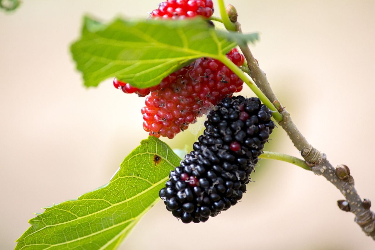 Como Plantar Amora com A Fruta em Vaso?