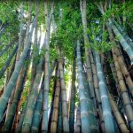 Bambu Gigante (Dendrocalamus giganteus)