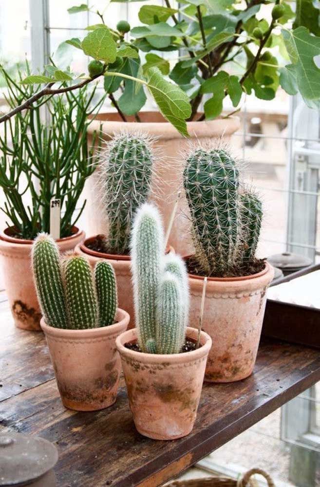 Cacto Barba de Velho: Características, Como Cultivar e Fotos