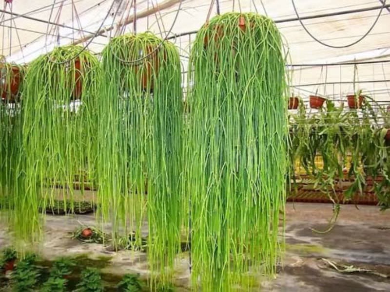 Cacto Macarrão: Características, Como Cultivar, Fotos E Comprar