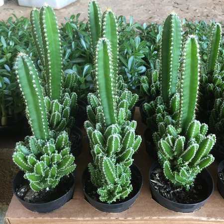 Tipos De Cactos Que Florescem: Quais São? Fotos E Dados