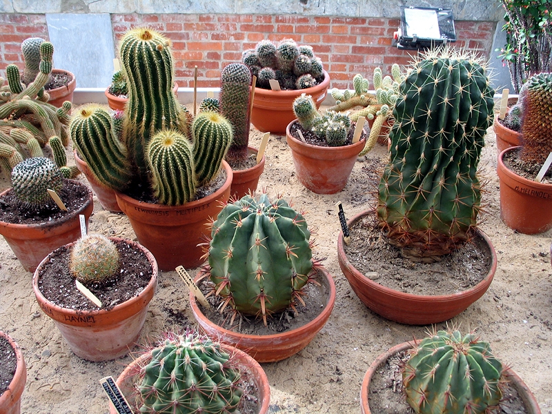 Quantos Tipos de Cactos Existem?
