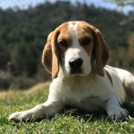 Ciclo de Vida do Beagle