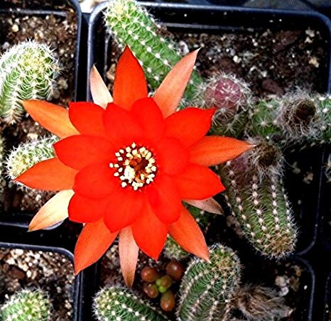 Cacto Amendoim: Características, Como Cultivar e Fotos
