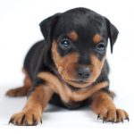 Filhote de Dobermann