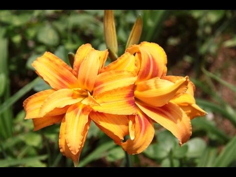 Historia da Flor Hemerocallis, Significado, Origem da Planta e Fotos