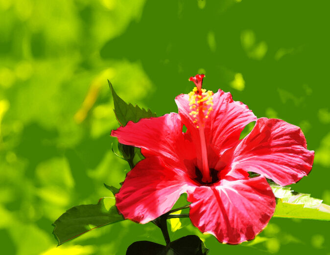 Como Cuidar da Flor Hibisco, Fazer Mudas e Podar