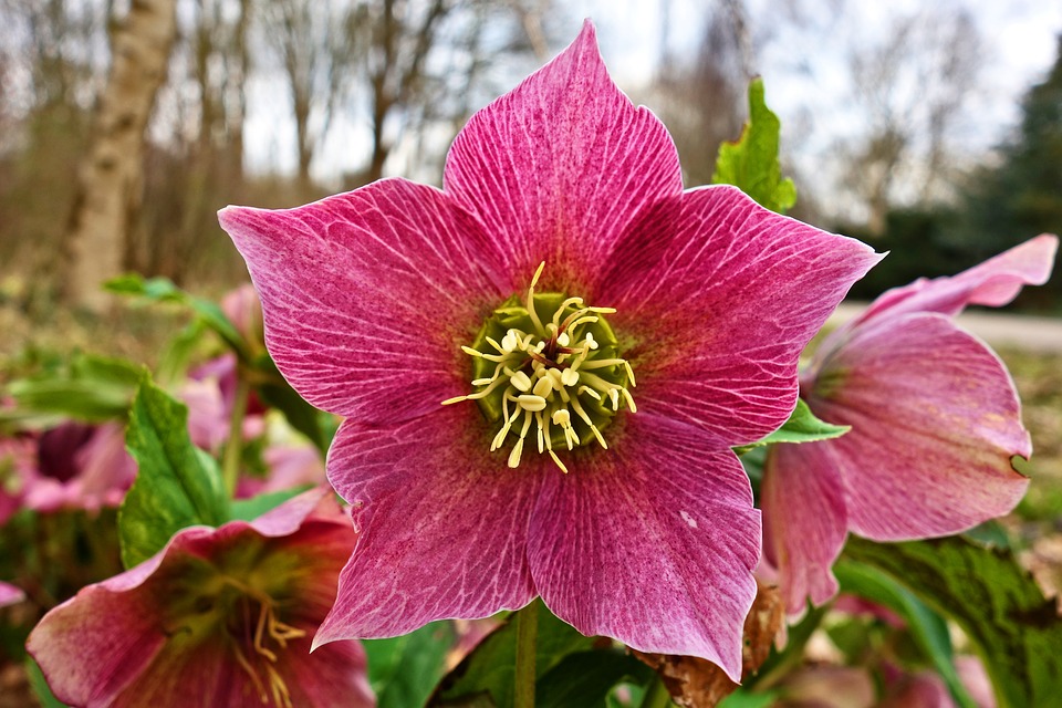 Flor de Heléboro: Ela e Venenosa? e Perigosa?