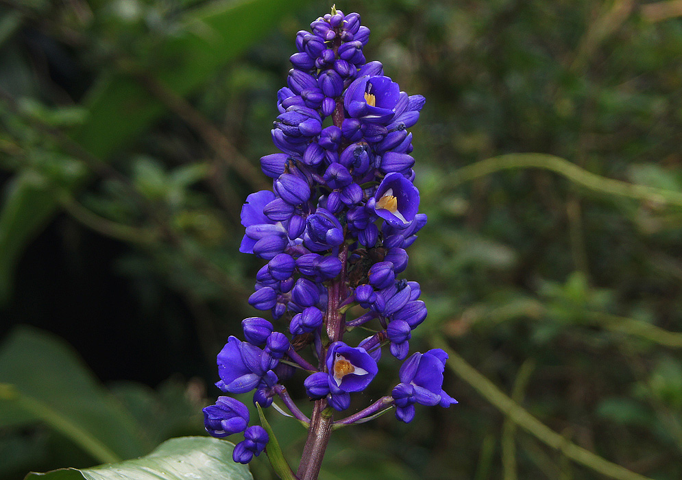 Gengibre Azul: Como Cultivar, Características e Cuidados (Guia 2026)