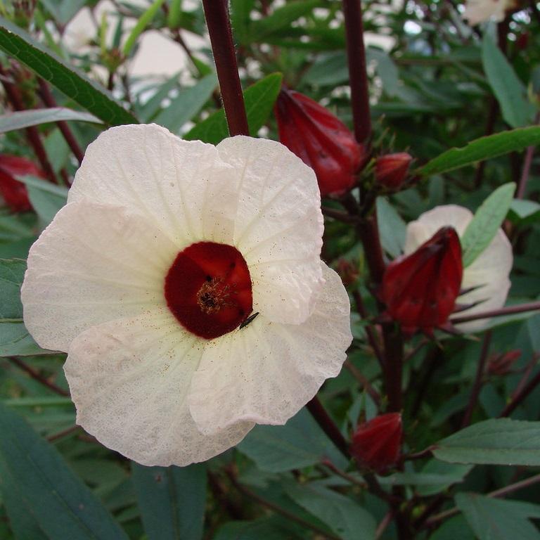 Qual é o Hibisco Comestível? Qual Serve Para Fazer Chá?