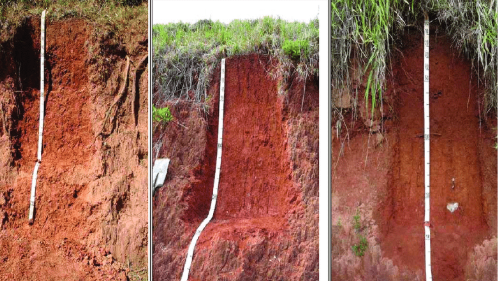 O Que é um Latossolo Vermelho Distrófico?