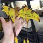 Mariposa Cometa na Mão de uma Pessoa