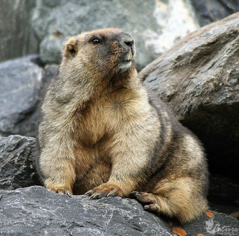 Marmota Olímpica Sentada na Pedra
