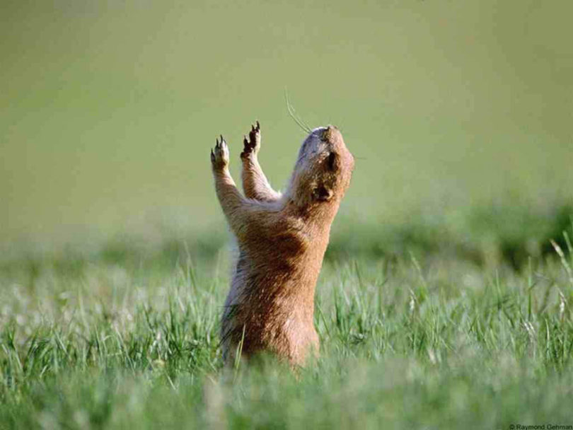 Marmota Gíria: O Que Significa? Por Que Este Animal?