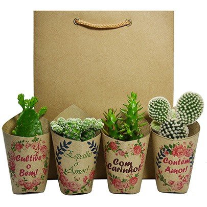 Como Cuidar de Mini Cactos e Suculentas?