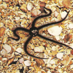 Ofiuro Negro
