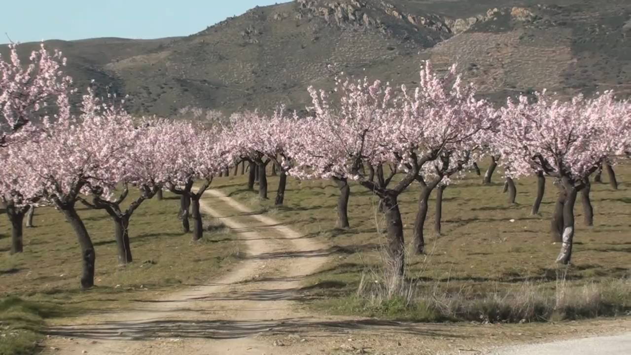 Como Fazer Uma Plantação de Amendoeiras?