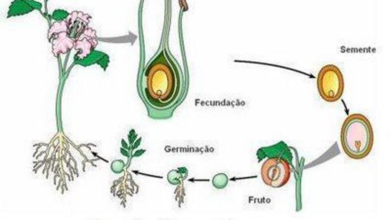 Reprodução De Plantas