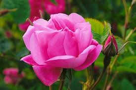 Qual a Flor do Amor? Da Beleza? Caprichosa? Amor Eterno?