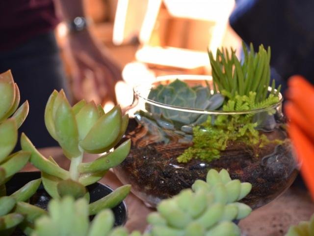 Como Fazer um Vaso de Vidro com Suculentas?