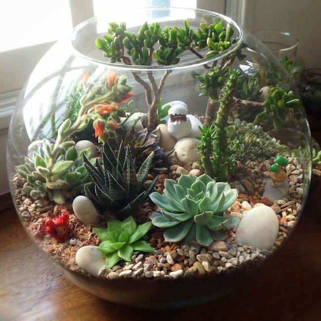 Como Fazer Terrário Aberto com Suculentas?