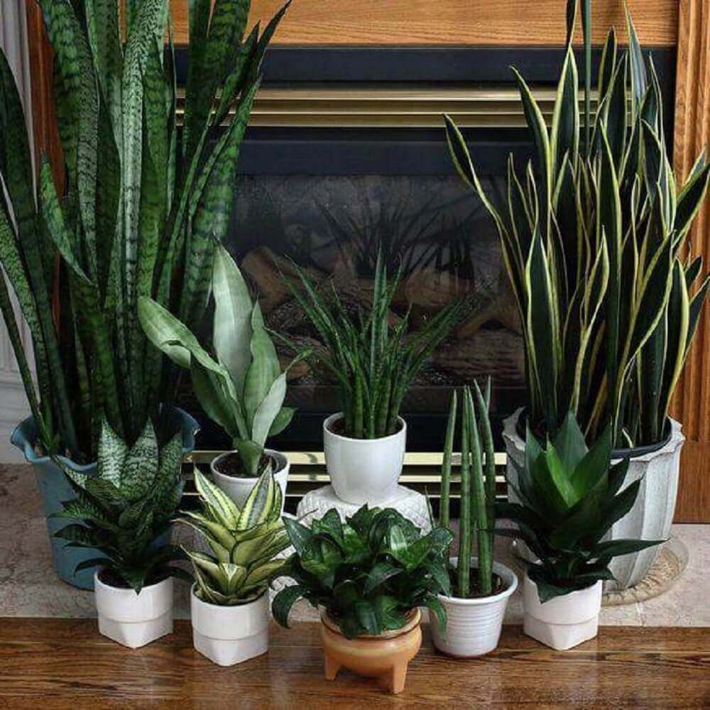 Como Transferir Uma Planta De Um Vaso Para Outro?