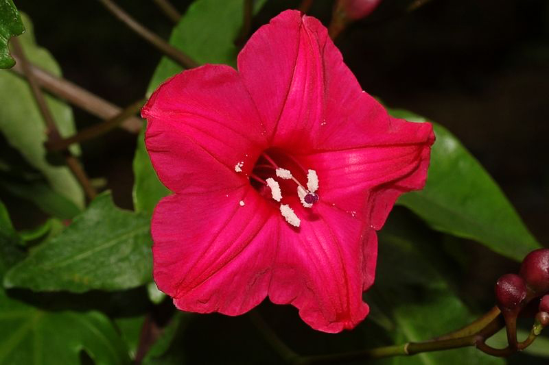 Ipomeia Rubra é Toxica? Quais Pragas São Mais Comuns?