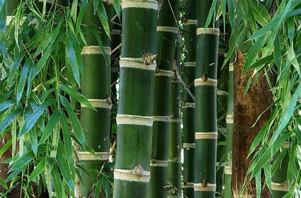 Quais as Características do Caule do Bambu?