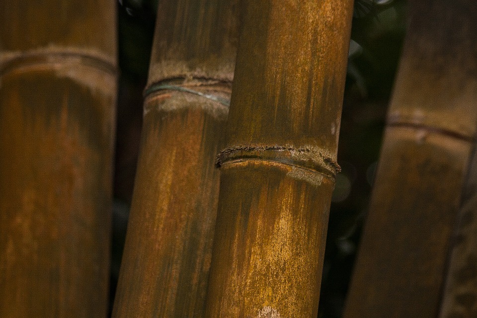 Bambu Gigante Áspero: Características e Imagens