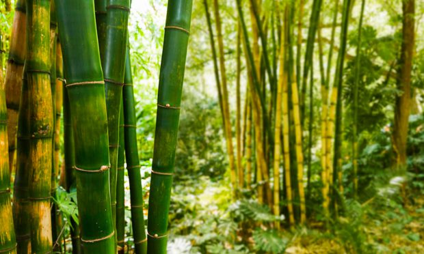 Qual É A Planta Que Cresce Mais Rápido? Quanto Tempo Leva?