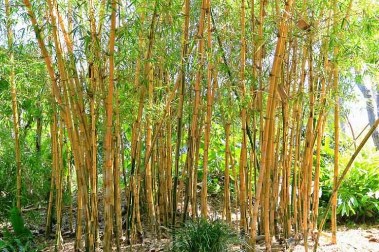 Bambu na Natureza