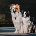 Border Collie Características