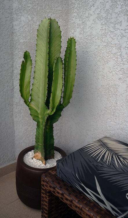 Top 10 Espécies De Cactos Com Flores Para Decoração