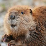 Castor Características Físicas