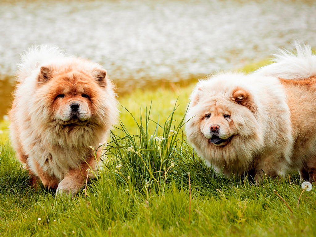 Como Cuidar de um Chow Chow Filhote: Cuidados e Doenças
