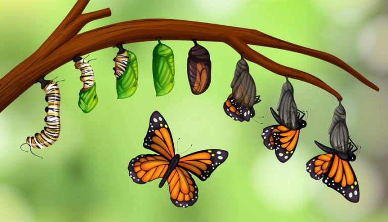 Ciclo de Vida da Borboleta