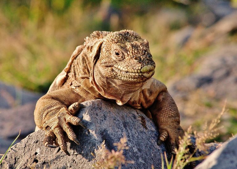Conolophus Pallidus na Pedra