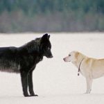 Cão e o Lobo