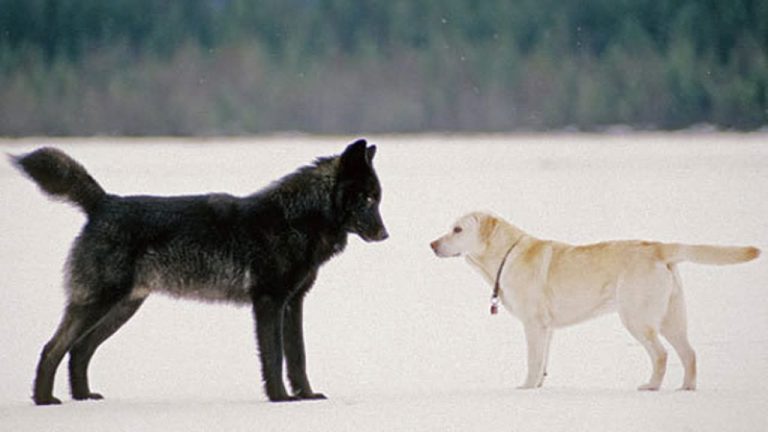 Cão e o Lobo