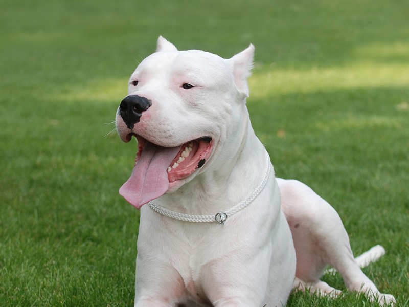 Alimentação Do Dogo Argentino: O Que Eles Comem?