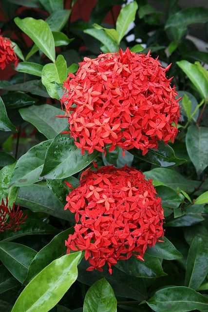 Ficha Técnica Da Flor Ixora: Raiz, Folhas E Caule